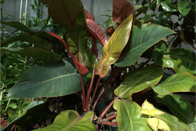 brown and green leaves