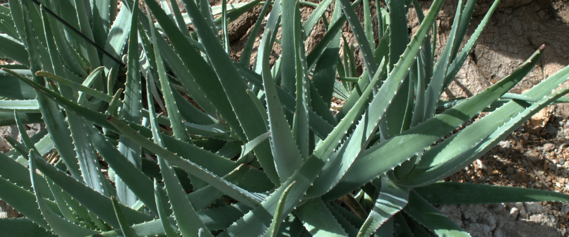 cacti